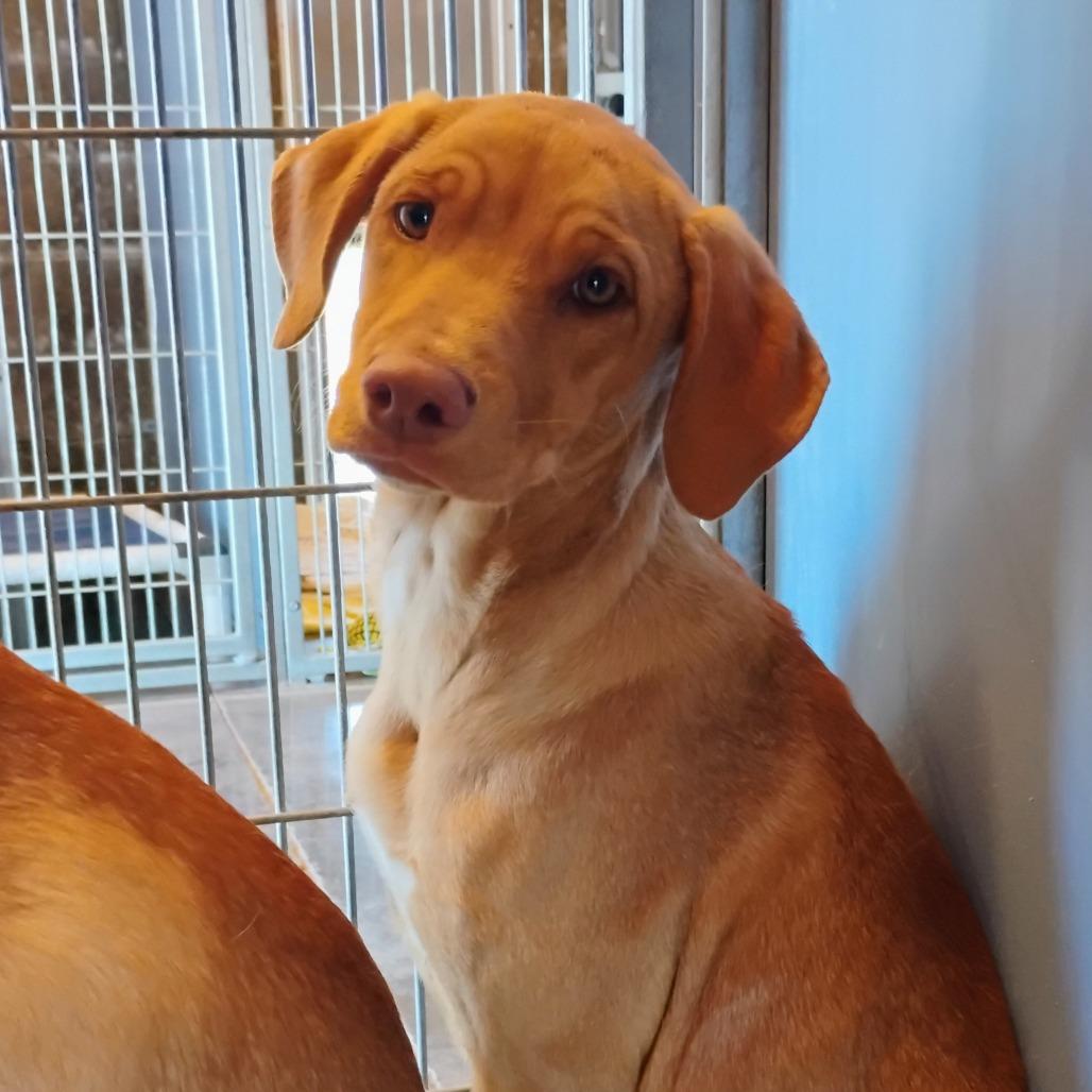 Shirley, Adoptable, Young Female Anatolian Shepherd.