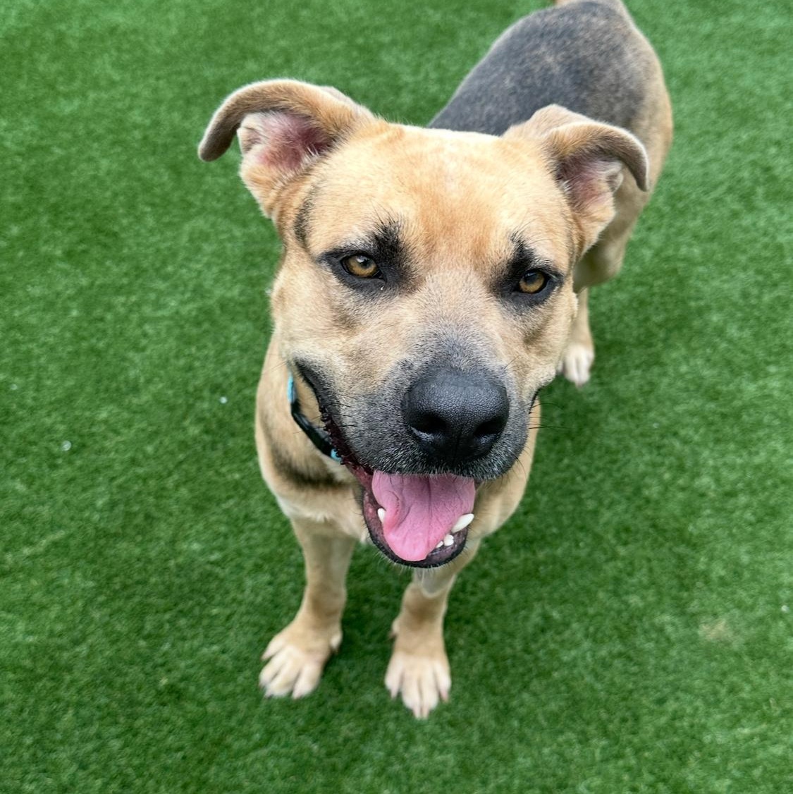 Enlarge Buck, a Adoptable mixed breed in Houston, TX image 3/4