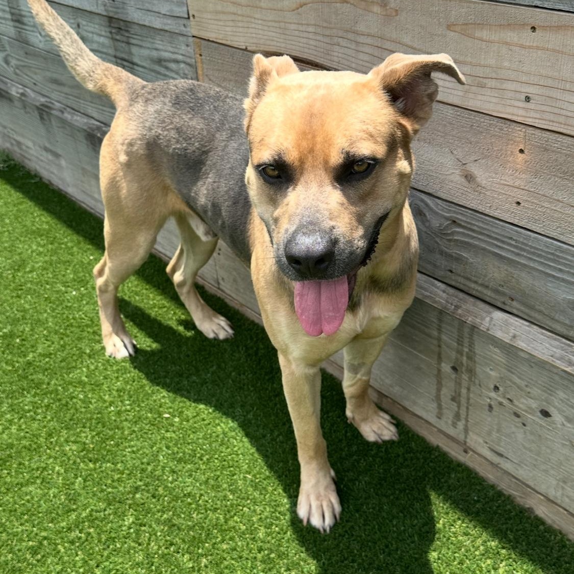 Enlarge Buck, a Adoptable mixed breed in Houston, TX image 4/4