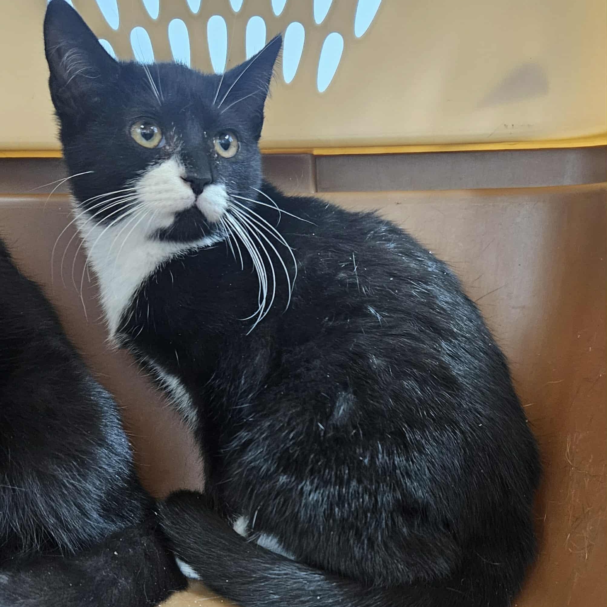 Bea, Adoptable, Kitten Female Domestic Short Hair.