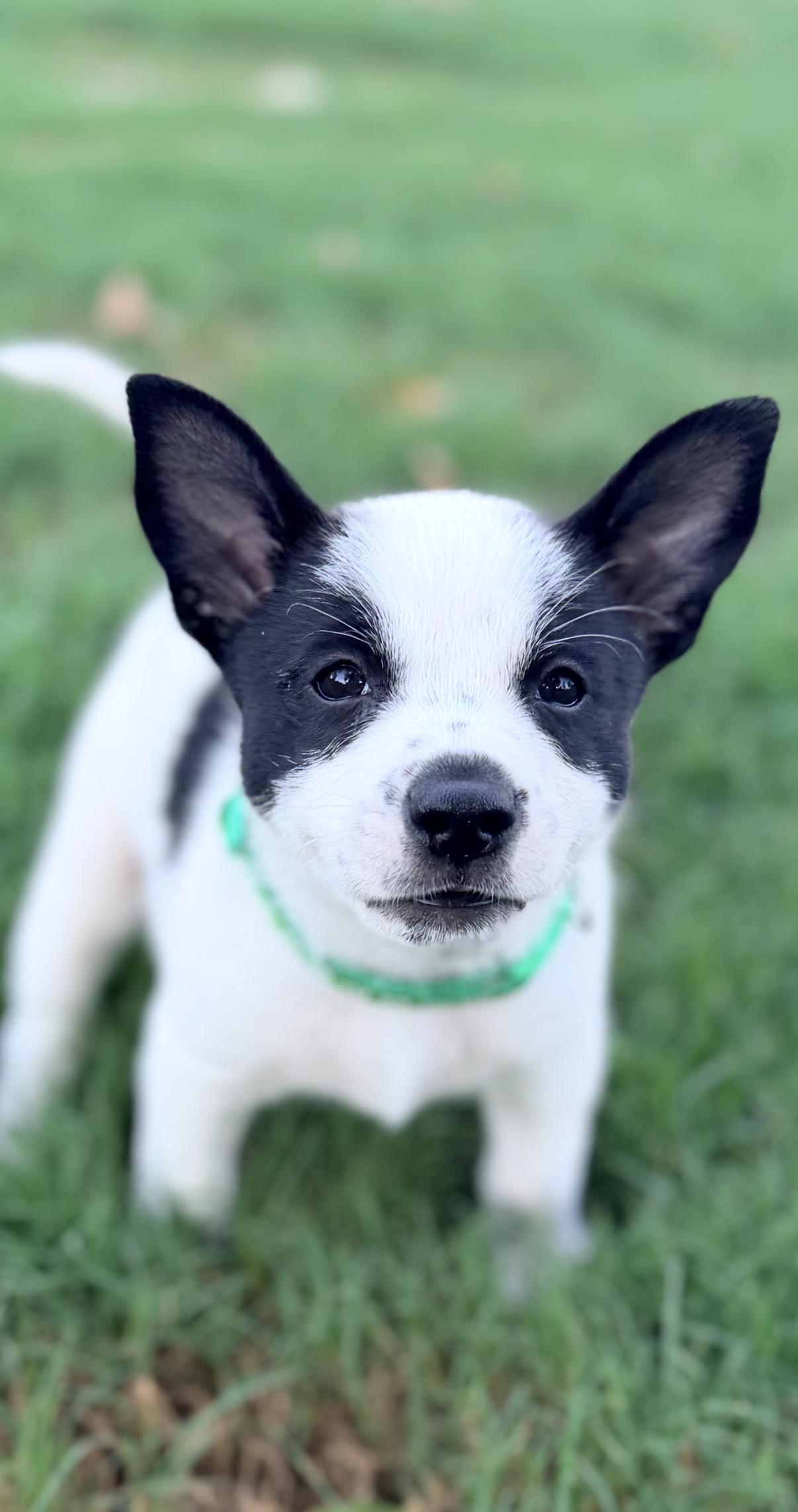 Adrian, ADOPTABLE, Puppy Male Parson Russell Terrier & Rat Terrier.