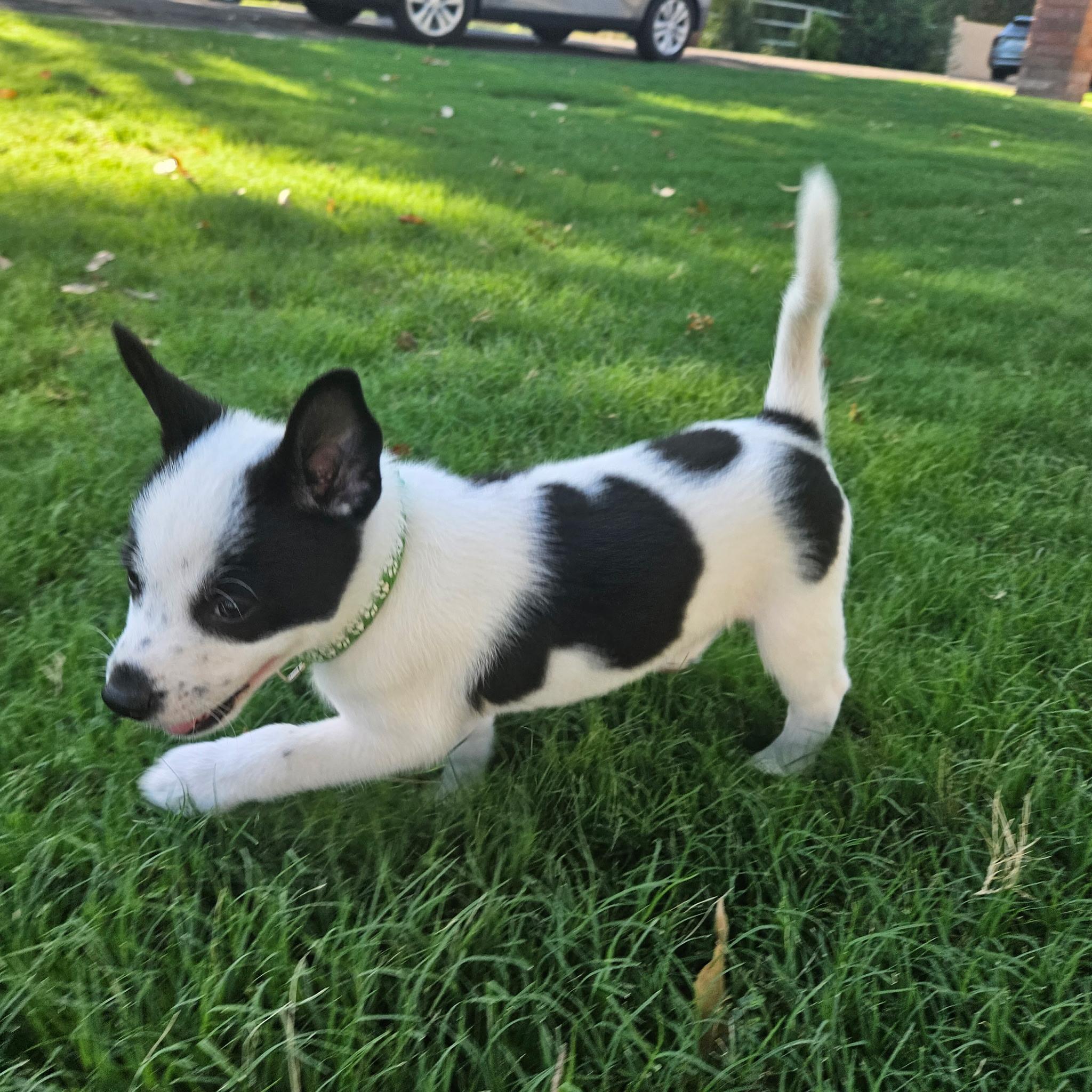Adrian, a ADOPTABLE mixed breed in Gilbert, AZ image 2/6