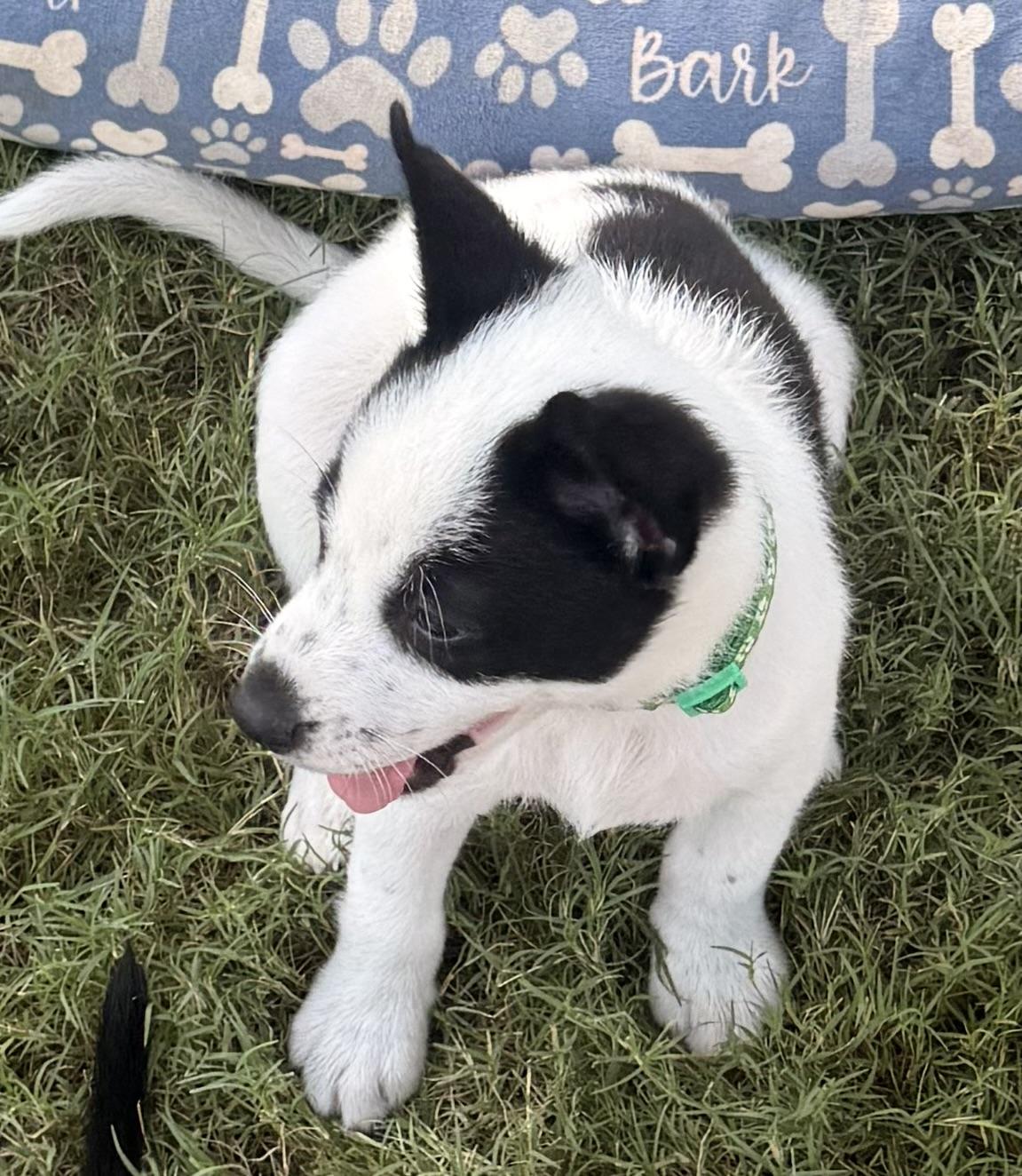 Adrian, a ADOPTABLE mixed breed in Gilbert, AZ image 5/6