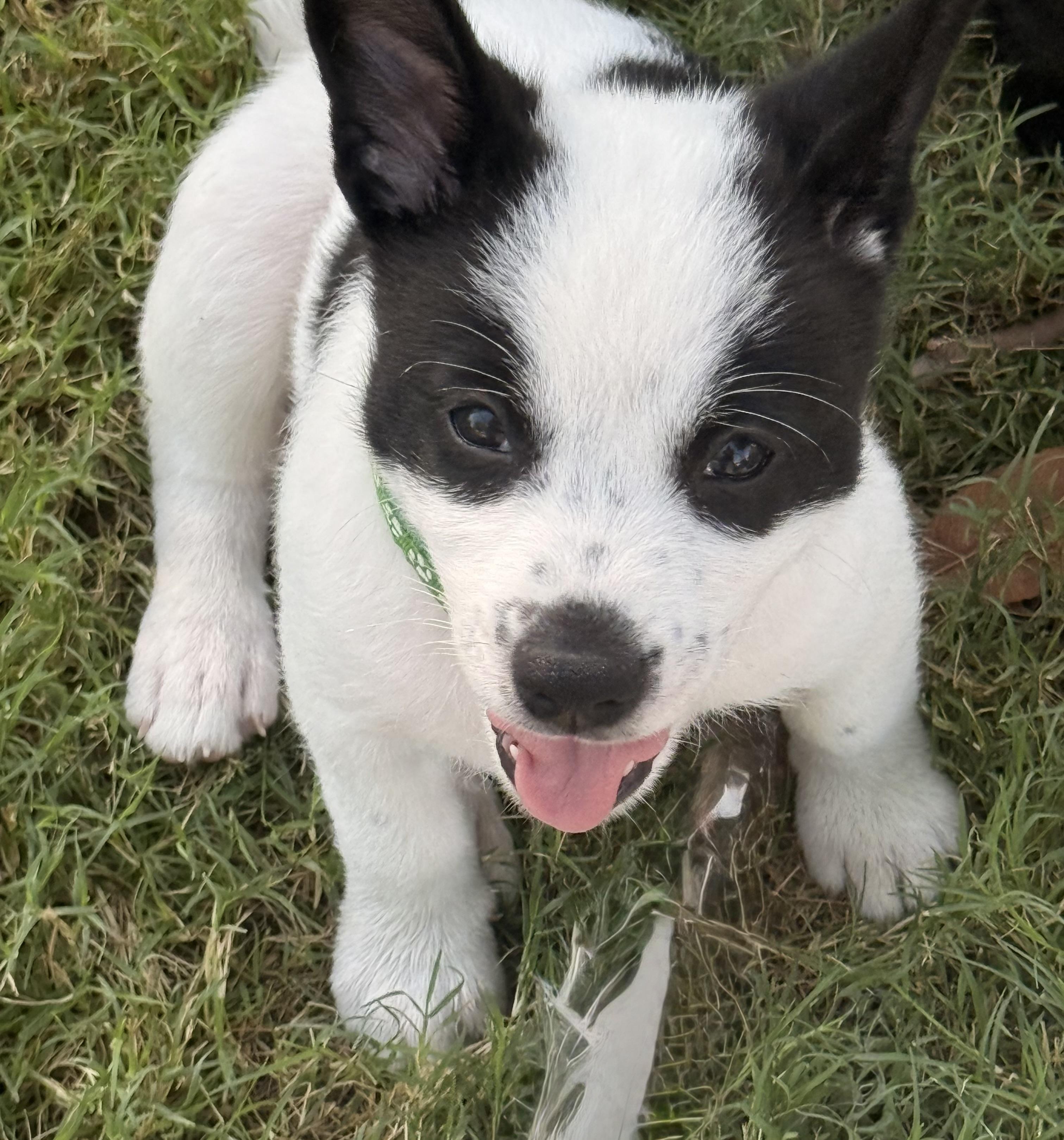 Adrian, a ADOPTABLE mixed breed in Gilbert, AZ image 6/6