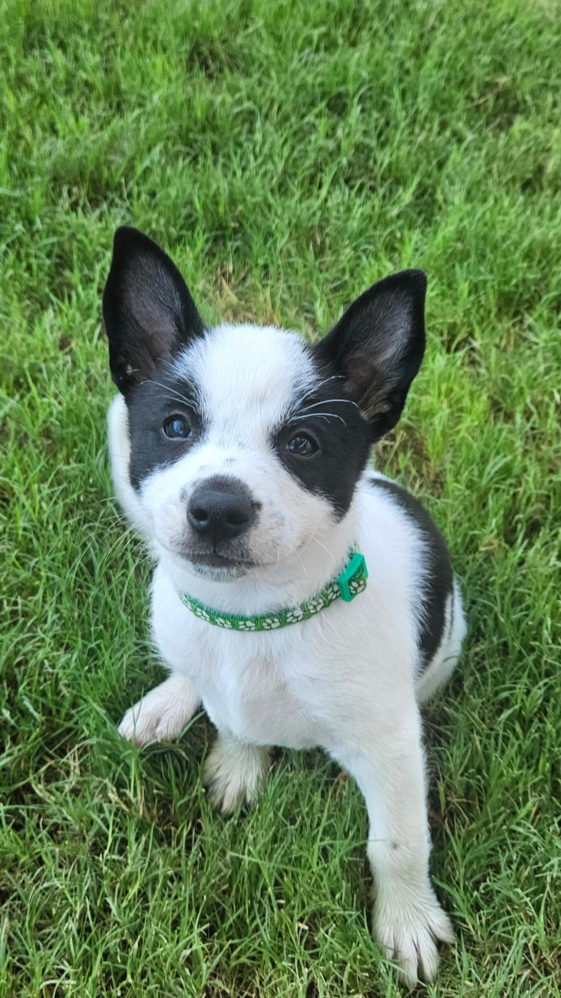 Adrian, a ADOPTABLE mixed breed in Gilbert, AZ image 3/6
