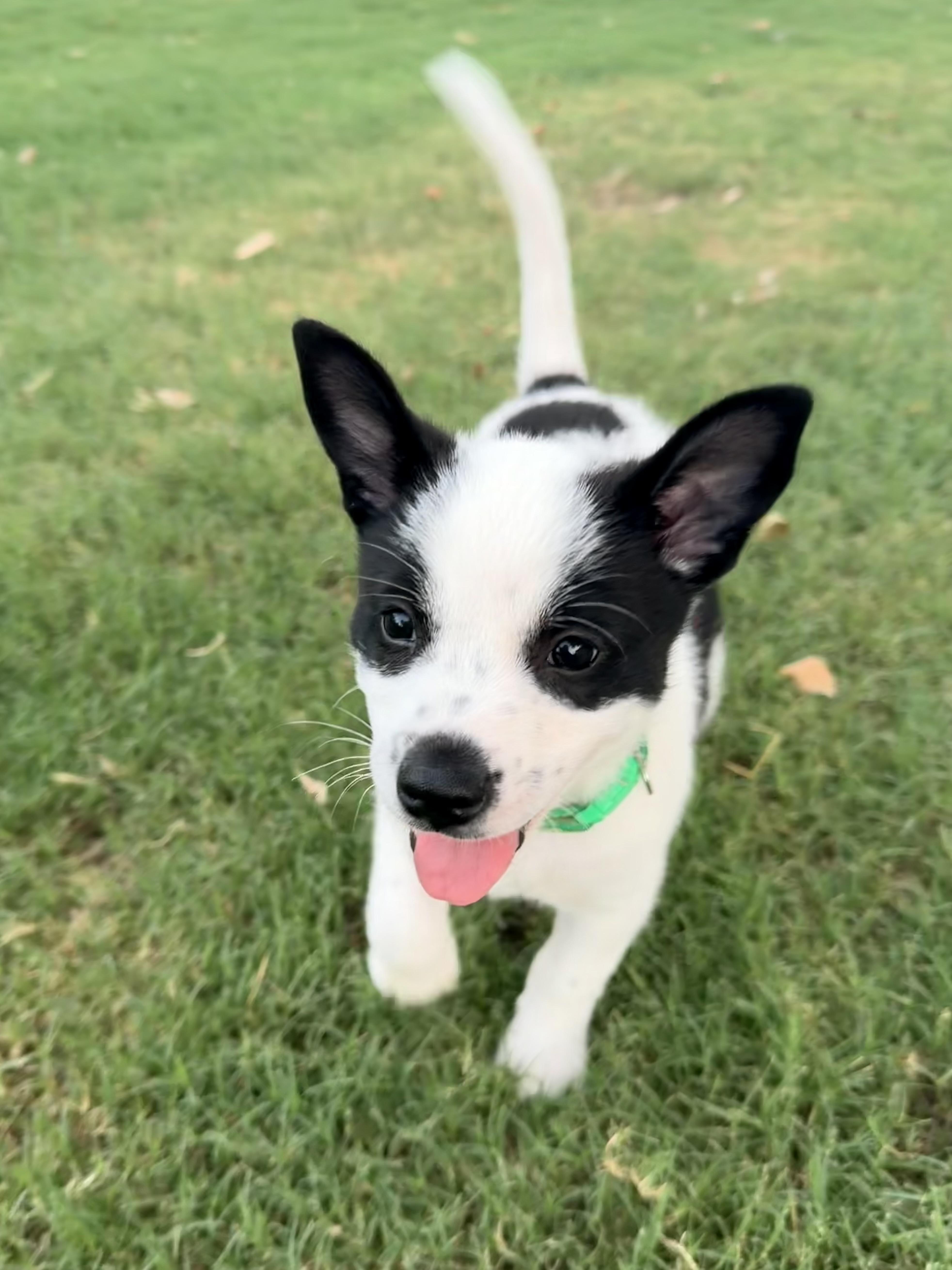 Adrian, a ADOPTABLE mixed breed in Gilbert, AZ image 4/6