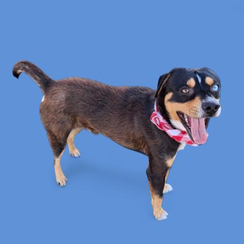 Turtwig -- URGENT!!, an adoptable Entlebucher in Thousand Oaks, CA, 91360 | Photo Image 1