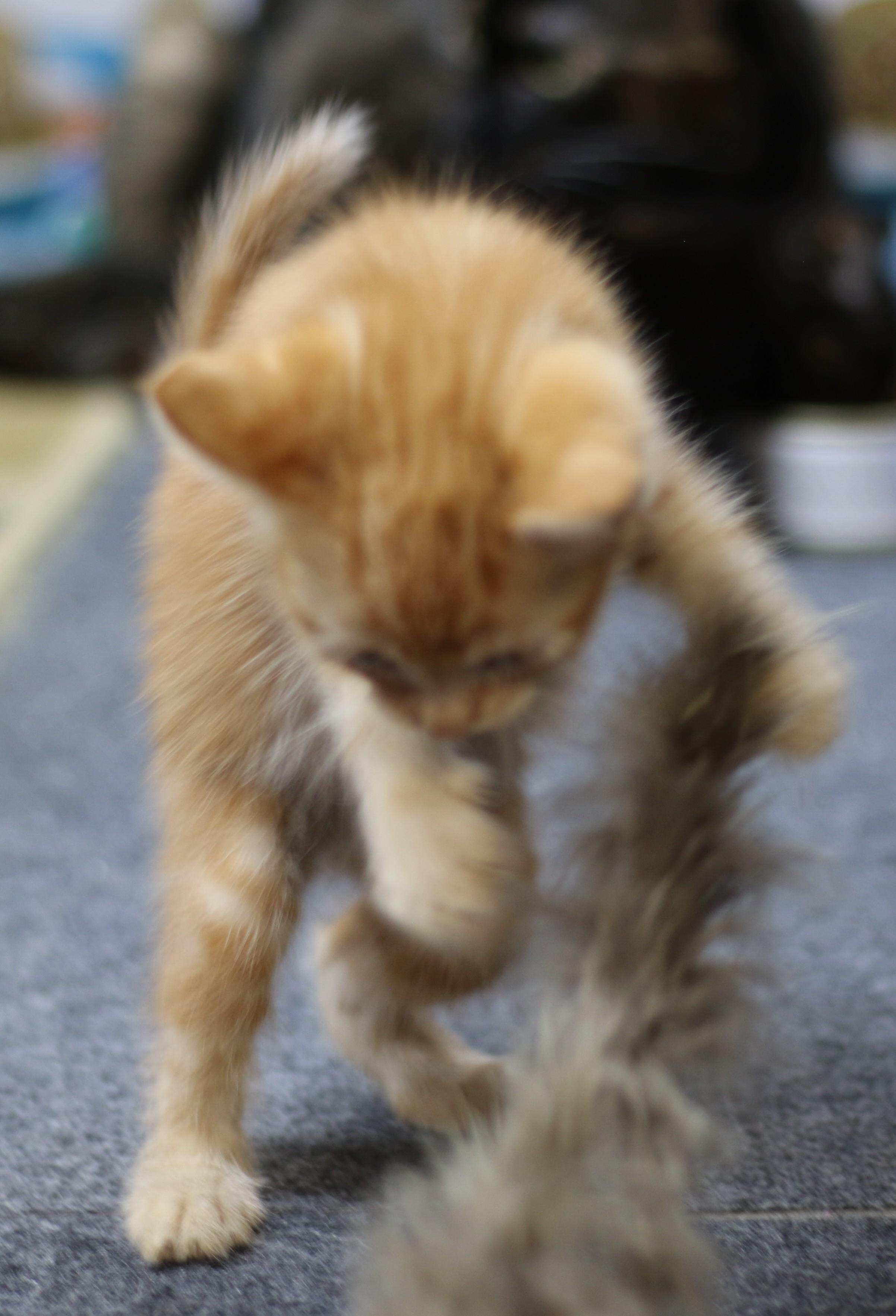 Ollie, an adoptable Domestic Short Hair in Cut Bank, MT, 59427 | Photo Image 2