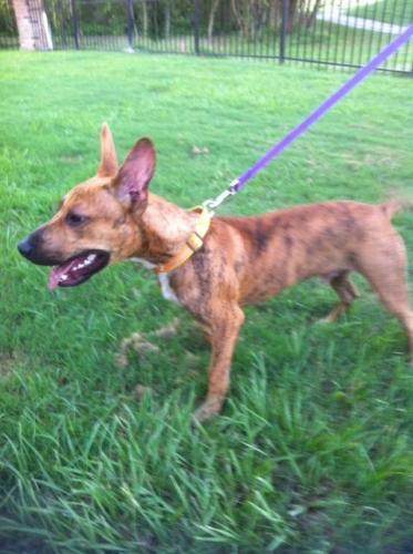 Buzz, a Adoptable mixed breed in Baton Rouge, LA image 3/3