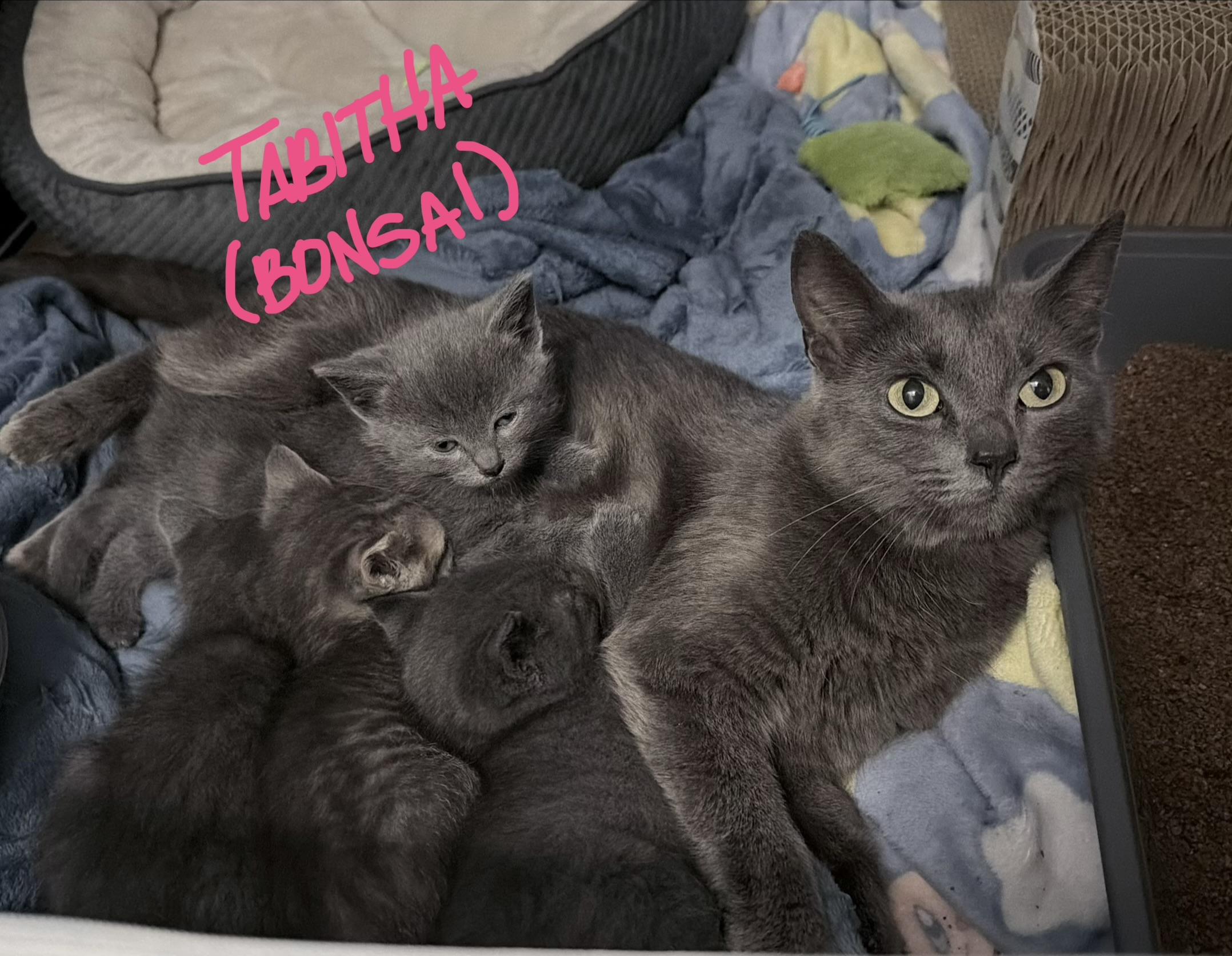Tabitha, a Adoptable Domestic Short Hair in Indianapolis, IN image 1/2