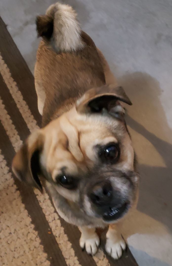 Enlarge Frankie, a Adopted mixed breed in Ephrata, WA image 1/12