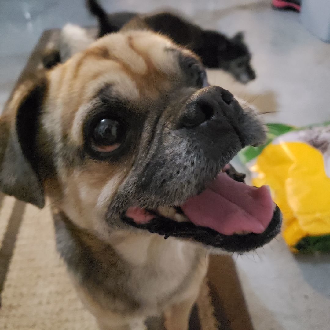 Enlarge Frankie, a Adopted mixed breed in Ephrata, WA image 2/12