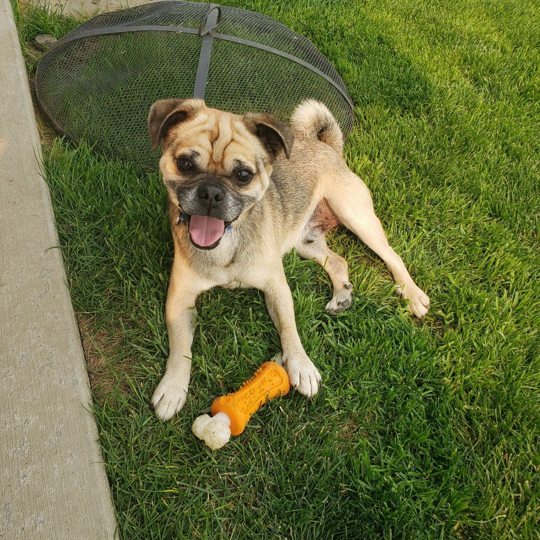 Enlarge Frankie, a Adopted mixed breed in Ephrata, WA image 3/12
