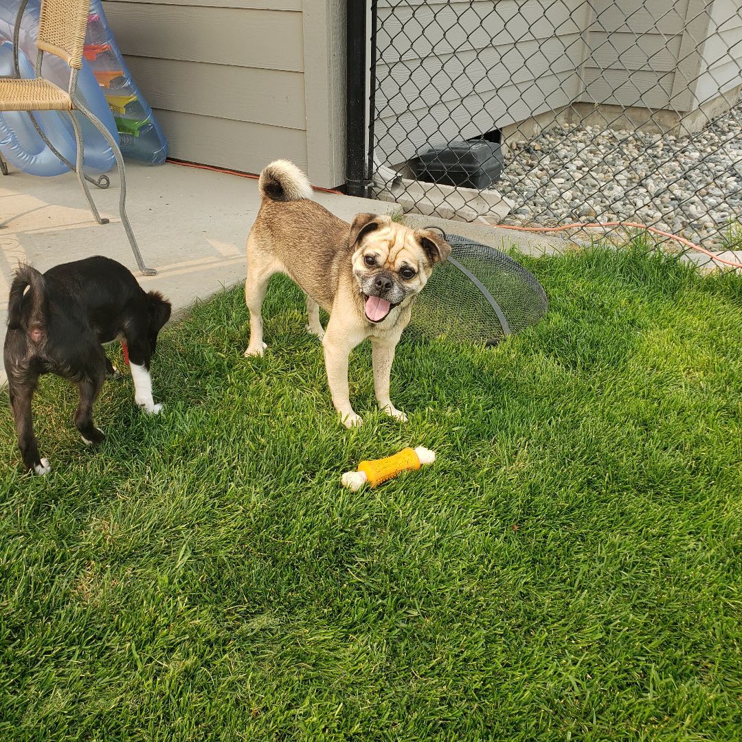 Enlarge Frankie, a Adopted mixed breed in Ephrata, WA image 4/12