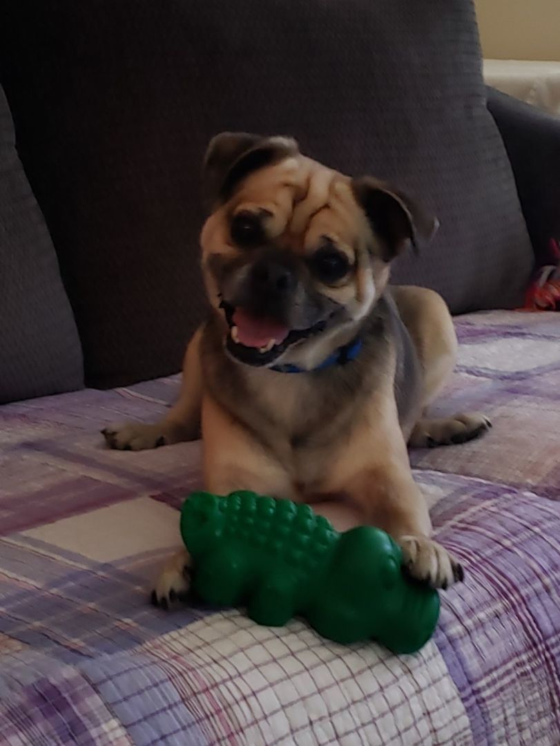 Enlarge Frankie, a Adopted mixed breed in Ephrata, WA image 5/12