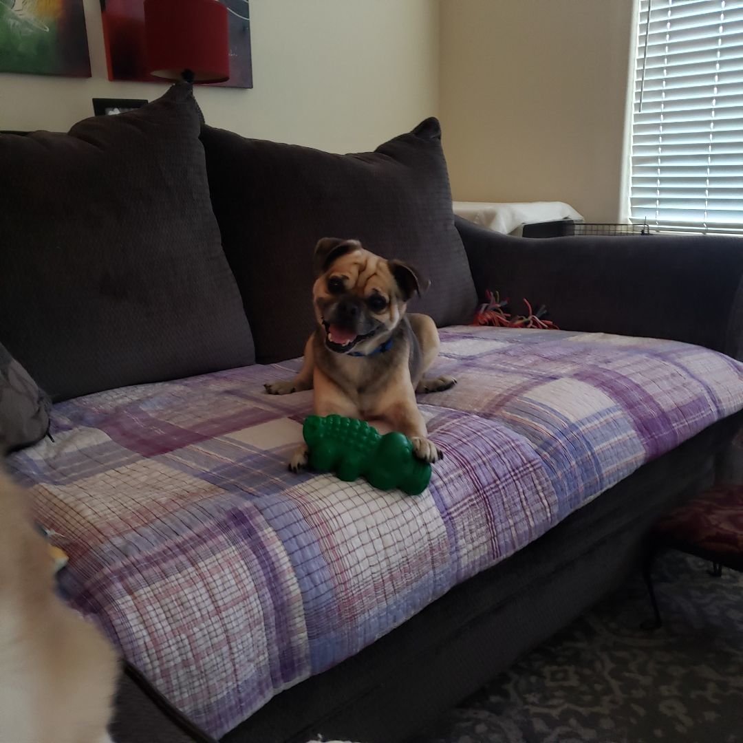 Enlarge Frankie, a Adopted mixed breed in Ephrata, WA image 6/12