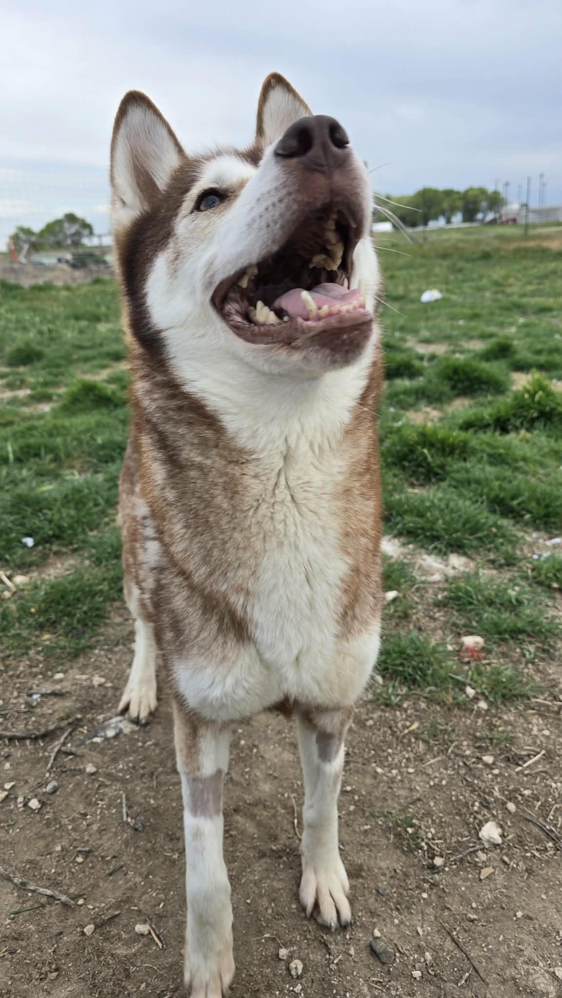 Enlarge Apricot Cloud, a ADOPTABLE Husky in Othello, WA image 2/3