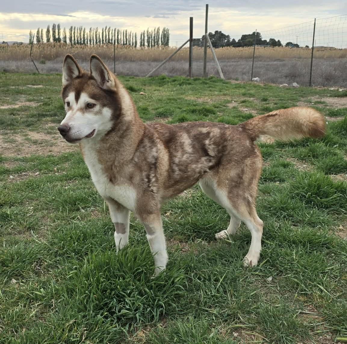 Enlarge Apricot Cloud, a ADOPTABLE Husky in Othello, WA image 3/3