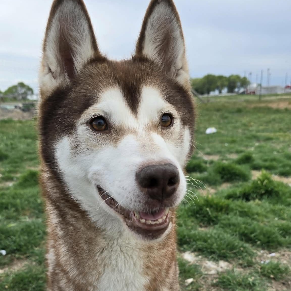 Apricot Cloud, ADOPTABLE, Adult Female Husky.