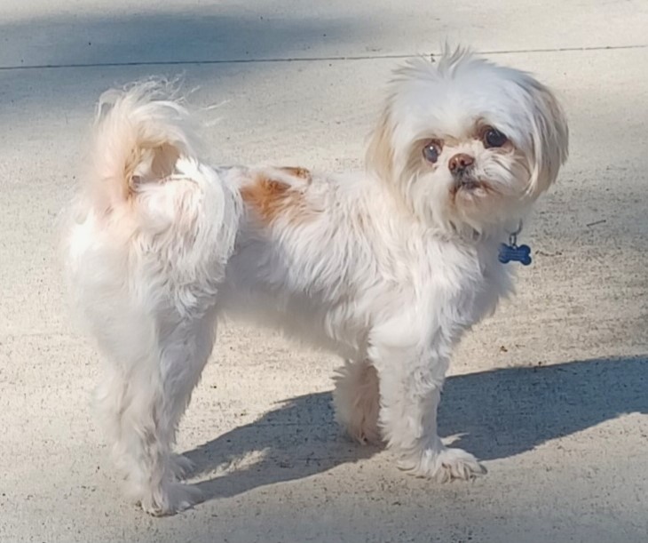 Enlarge Sadie, a Adopted Shih Tzu in Lisbon, IA image 1/6