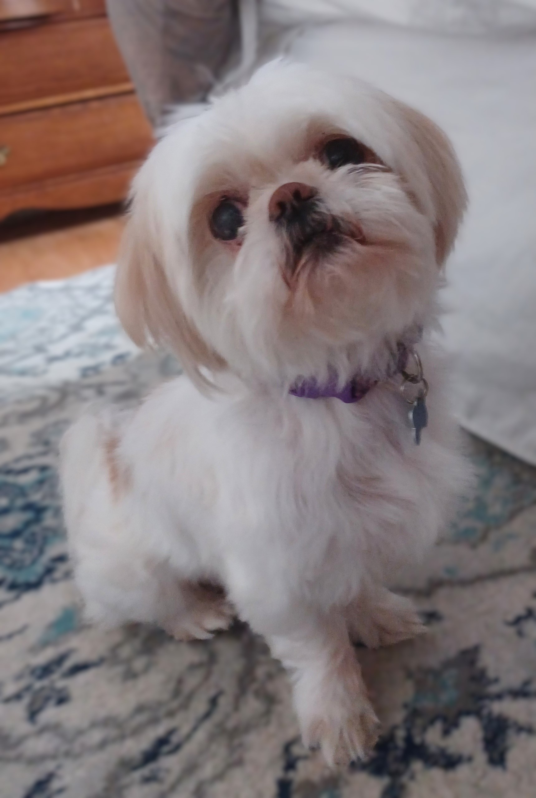 Enlarge Sadie, a Adopted Shih Tzu in Lisbon, IA image 2/6