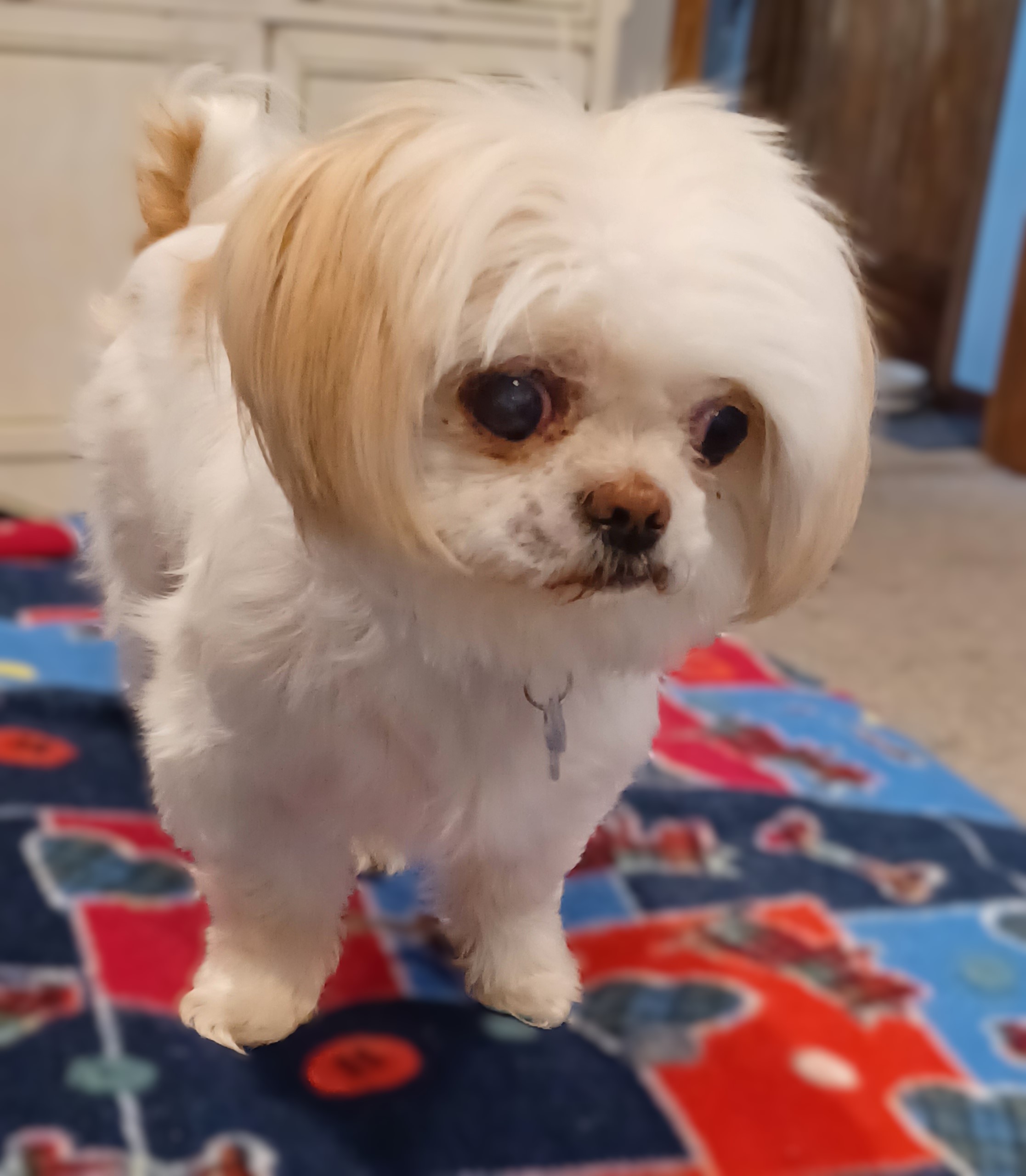 Enlarge Sadie, a Adopted Shih Tzu in Lisbon, IA image 3/6