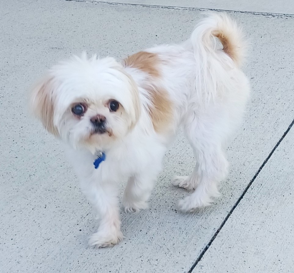Enlarge Sadie, a Adopted Shih Tzu in Lisbon, IA image 4/6