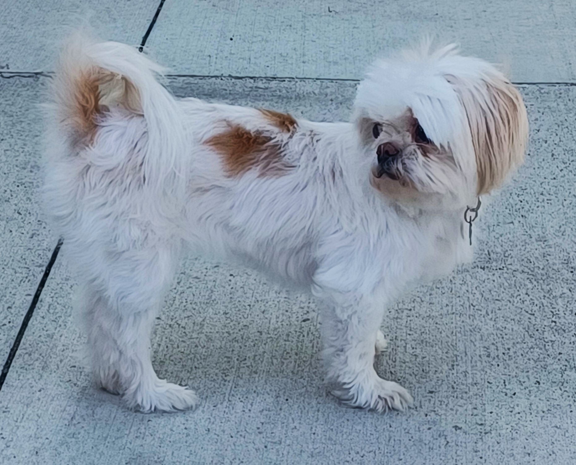 Enlarge Sadie, a Adopted Shih Tzu in Lisbon, IA image 5/6
