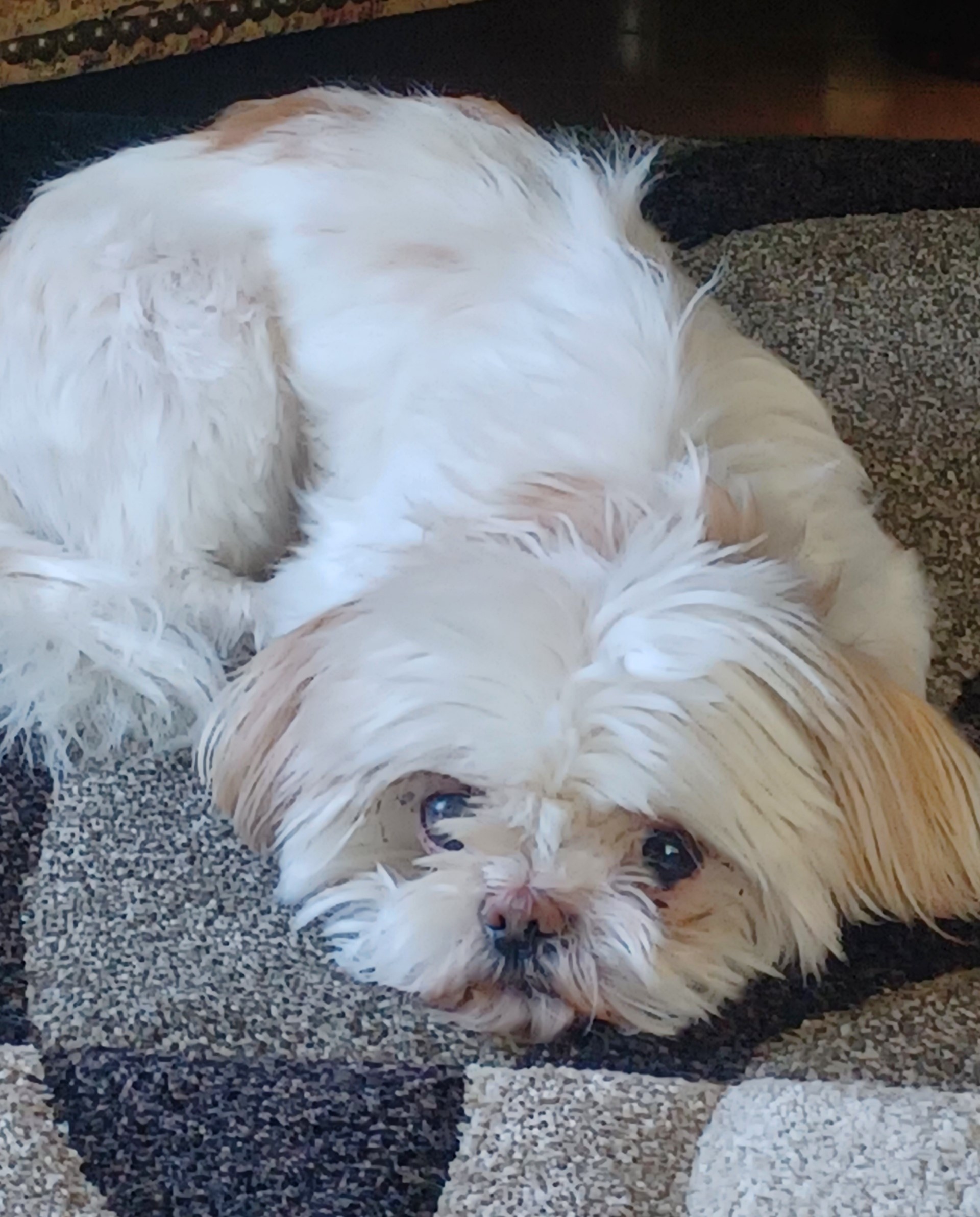 Sadie, Adopted, Adult Female Shih Tzu.