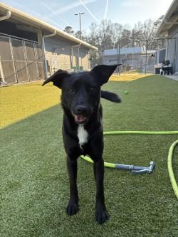 Ted (HW+), Adoptable, Young Male Labrador Retriever & Mixed Breed.