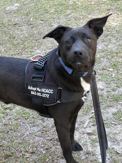 Ted (HW+), a Adoptable mixed breed in Conway, SC image 2/3