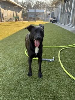 Ted (HW+), a Adoptable mixed breed in Conway, SC image 2/3