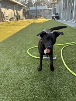 Ted (HW+), a Adoptable mixed breed in Conway, SC image 3/3