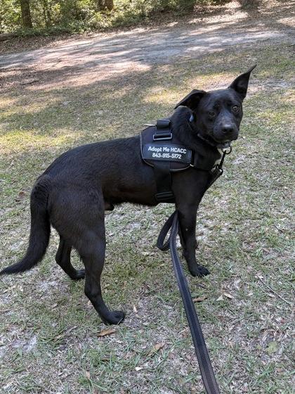 Ted (HW+), a Adoptable mixed breed in Conway, SC image 3/3