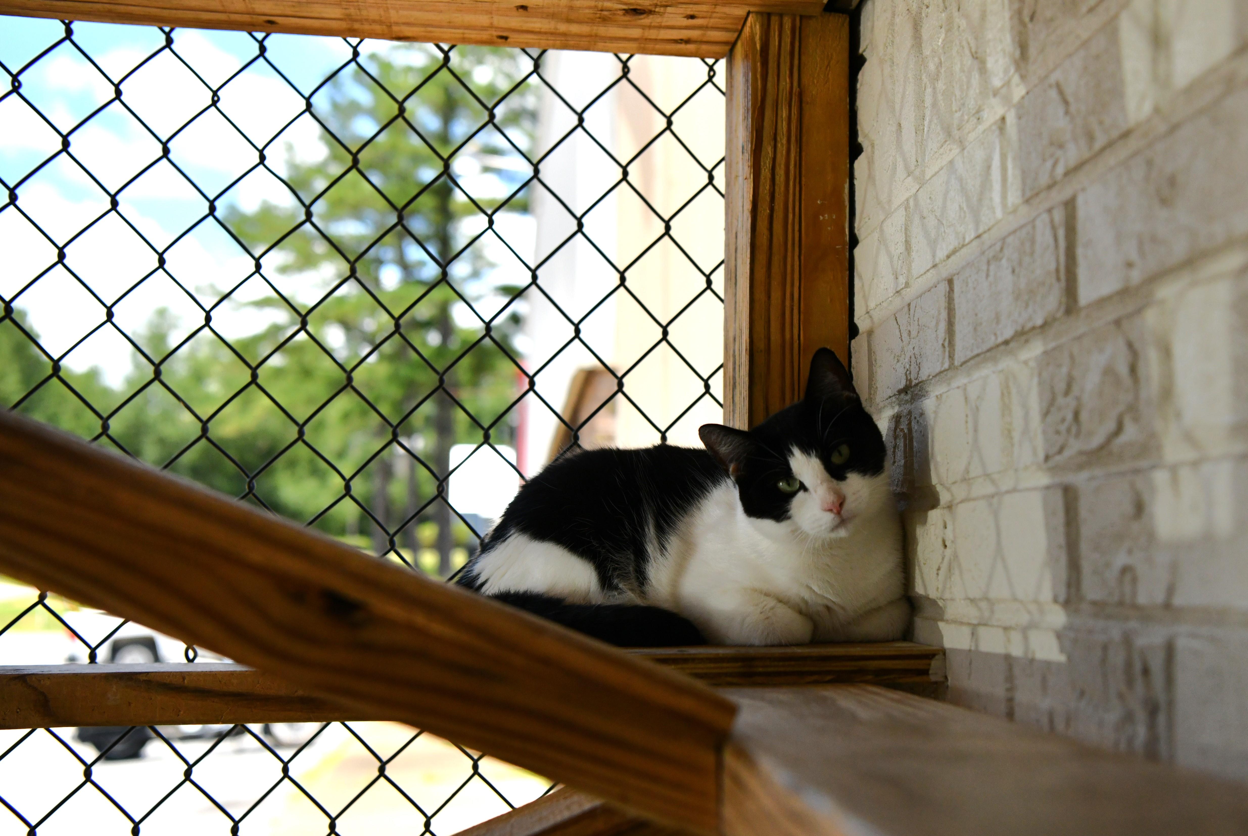 Spinner, an adoptable American Shorthair in Fairhope, AL, 36532 | Photo Image 2