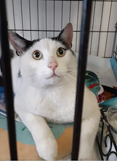 Stavros, a Adoptable Domestic Short Hair in Nutley, NJ image 1/4