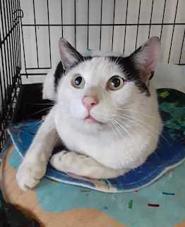 Stavros, a Adoptable Domestic Short Hair in Nutley, NJ image 2/4