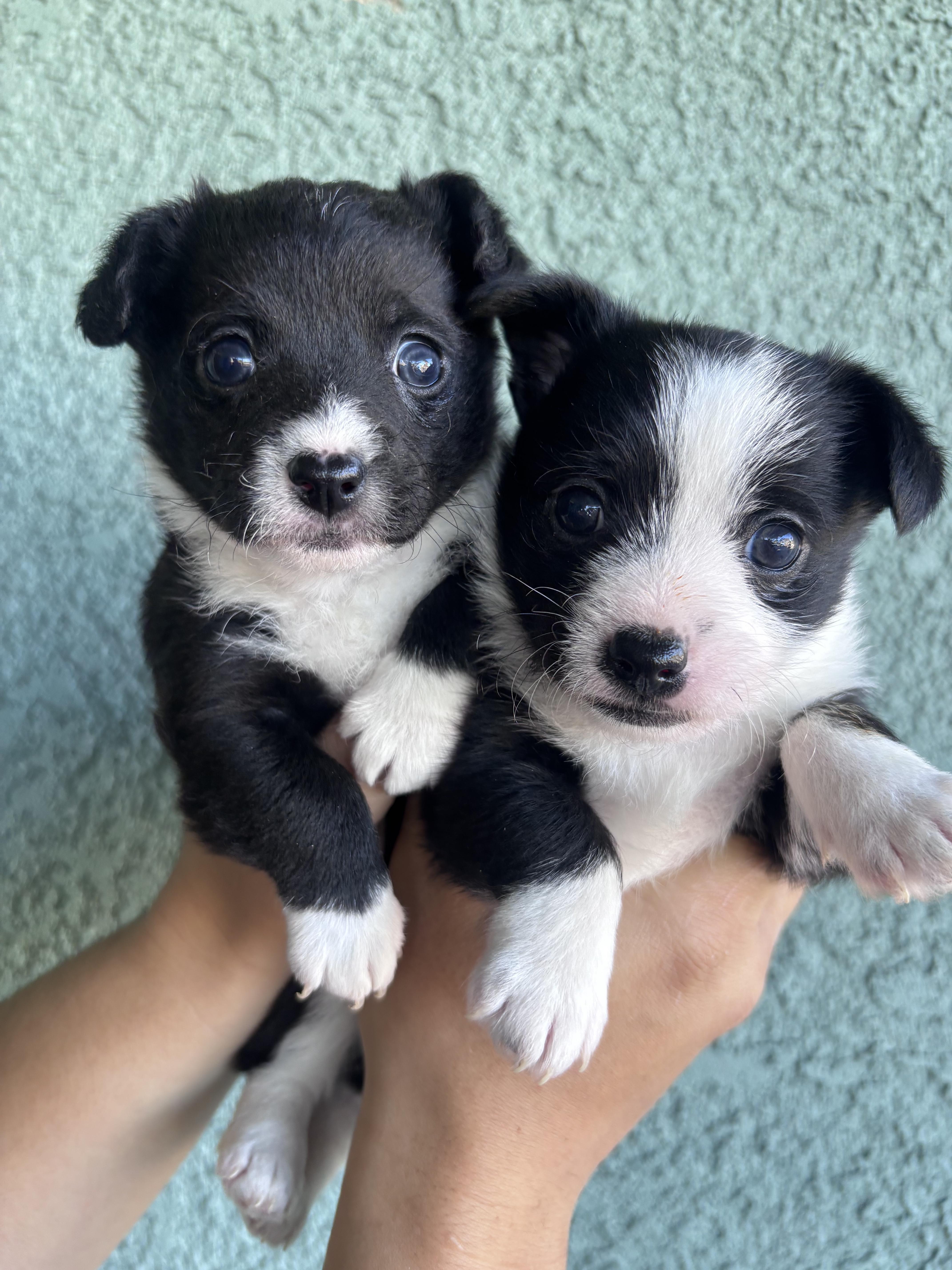 Enlarge Thatcher, an adopted mixed breed in Corona, CA image 3/3