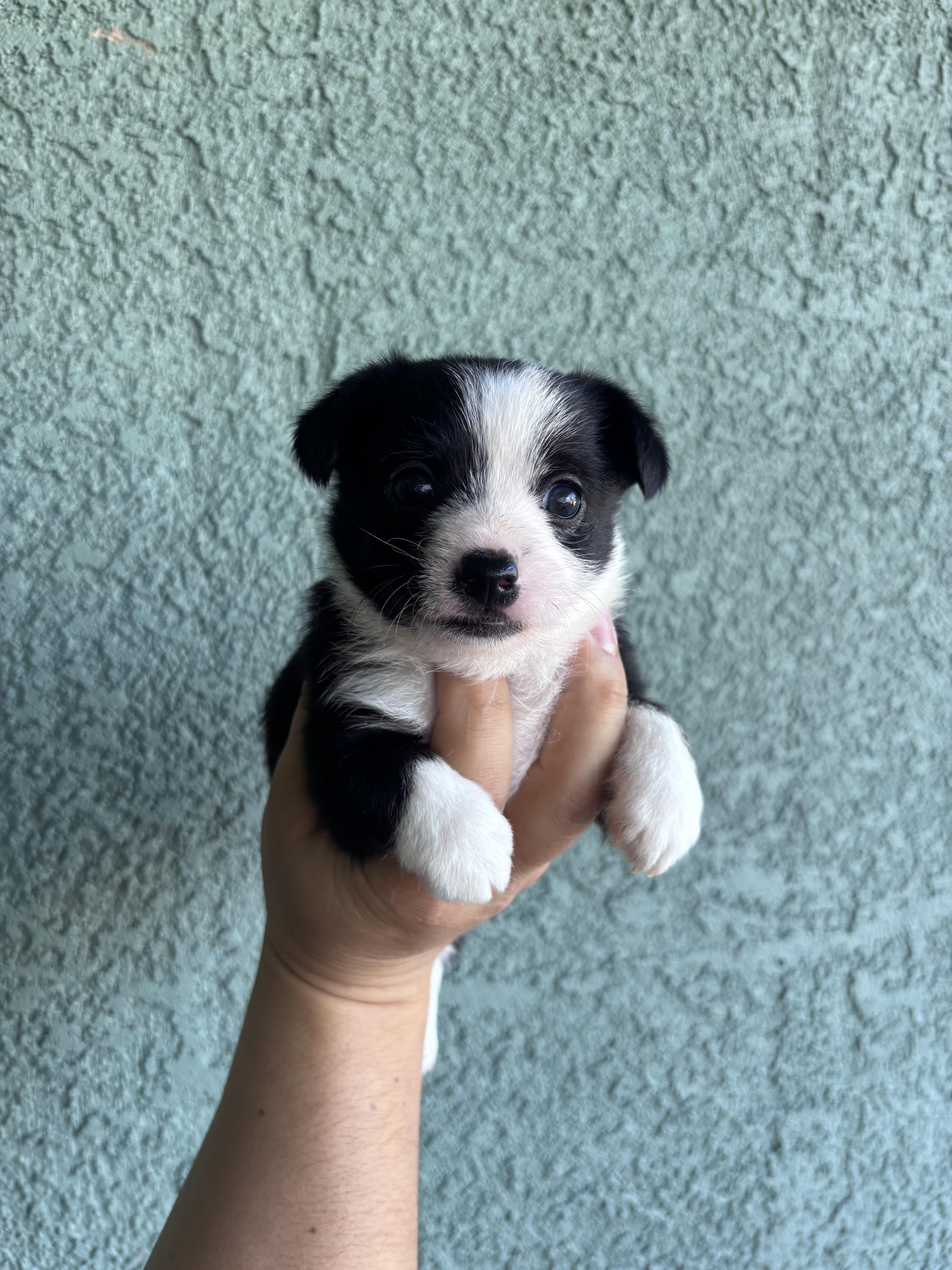 Enlarge Thatcher, an adopted mixed breed in Corona, CA image 2/3