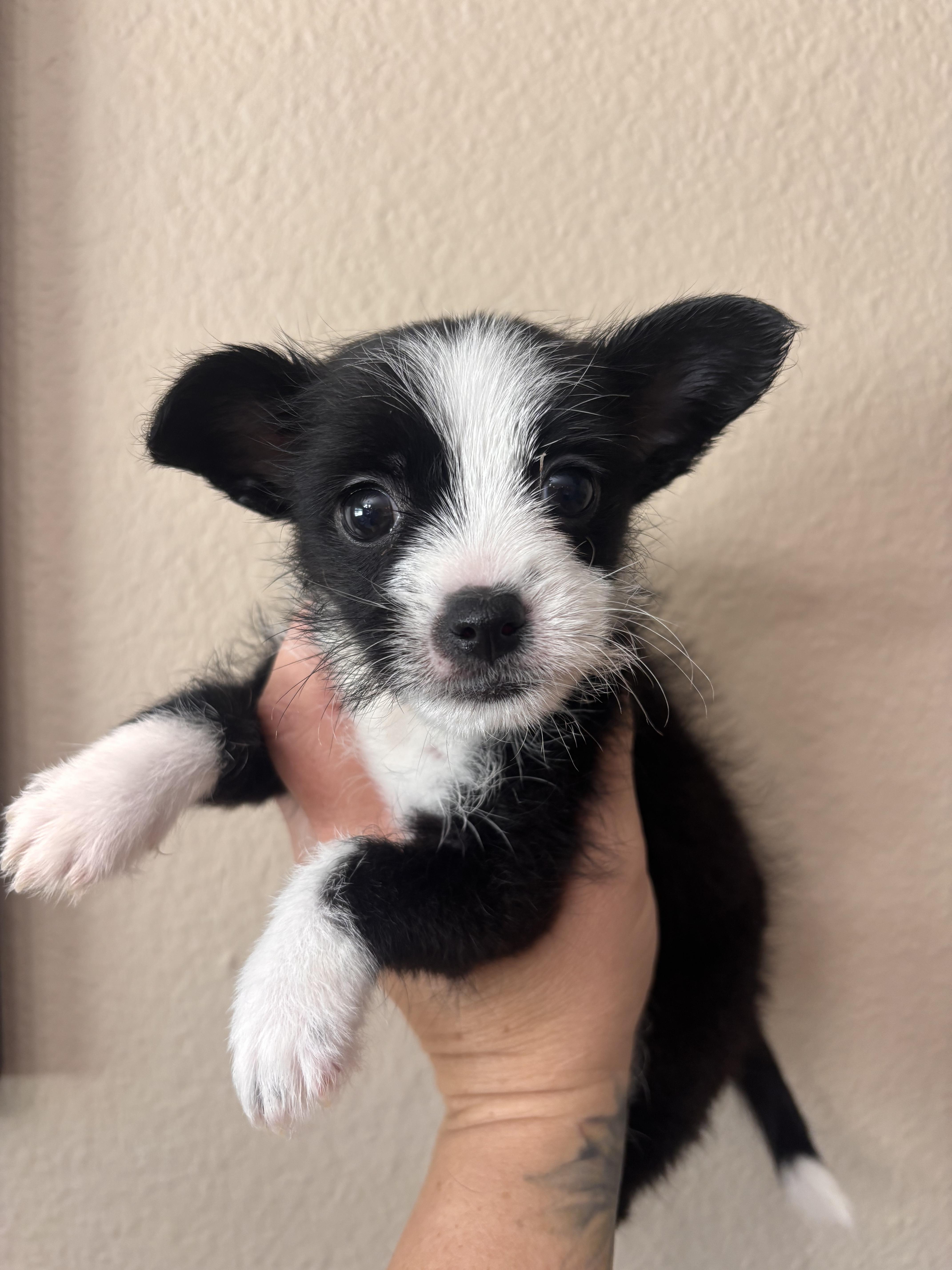 Enlarge Thatcher, an adopted mixed breed in Corona, CA image 1/3