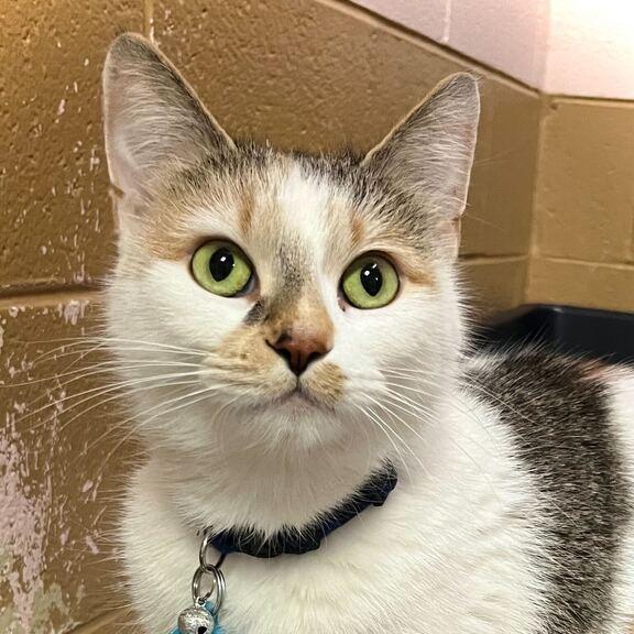 Enlarge Fancy, a Adoptable Domestic Short Hair in Owosso, MI image 1/2