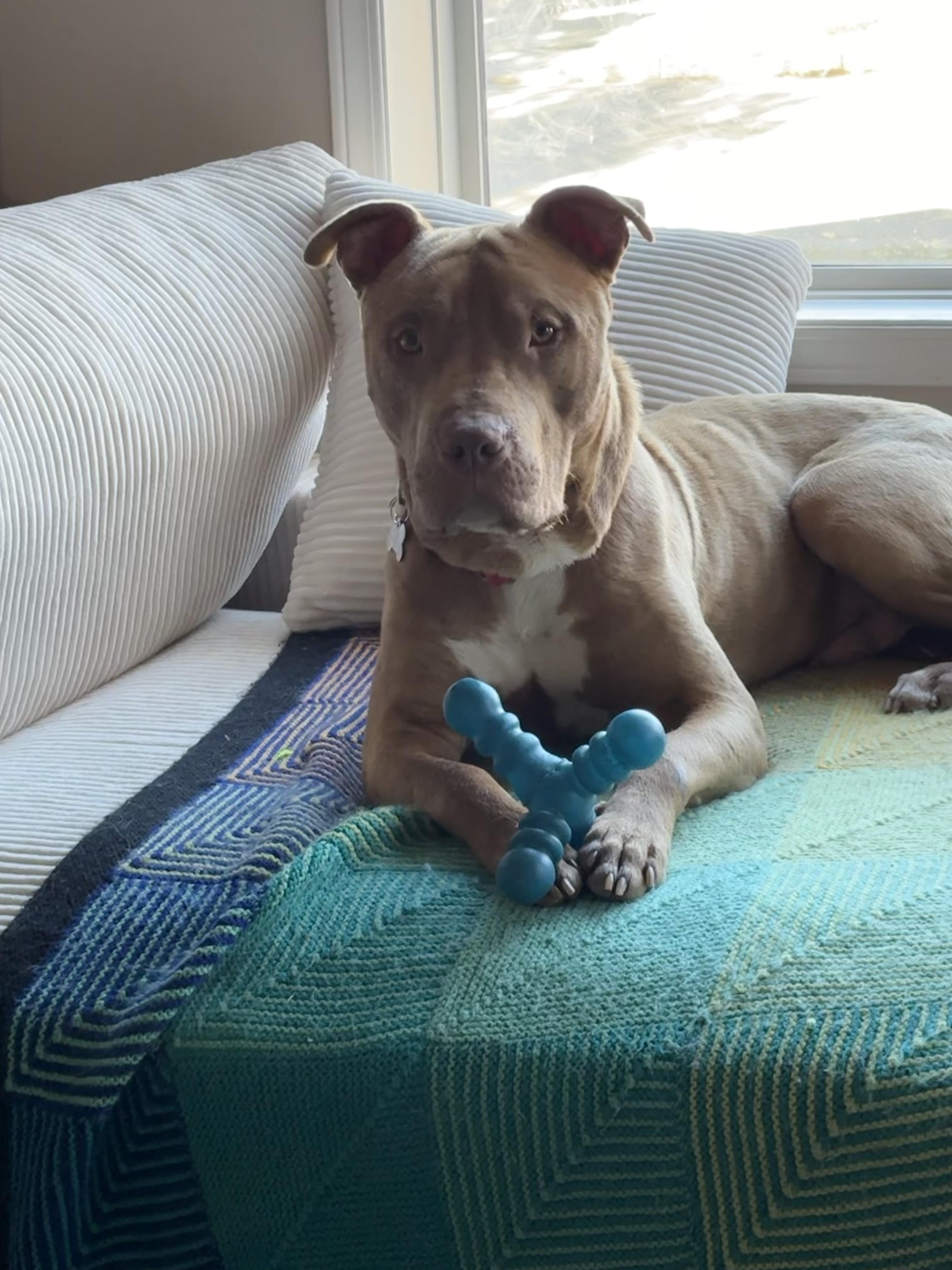 Ruckus, a ADOPTABLE Mixed Breed in Saskatoon, SK image 2/5