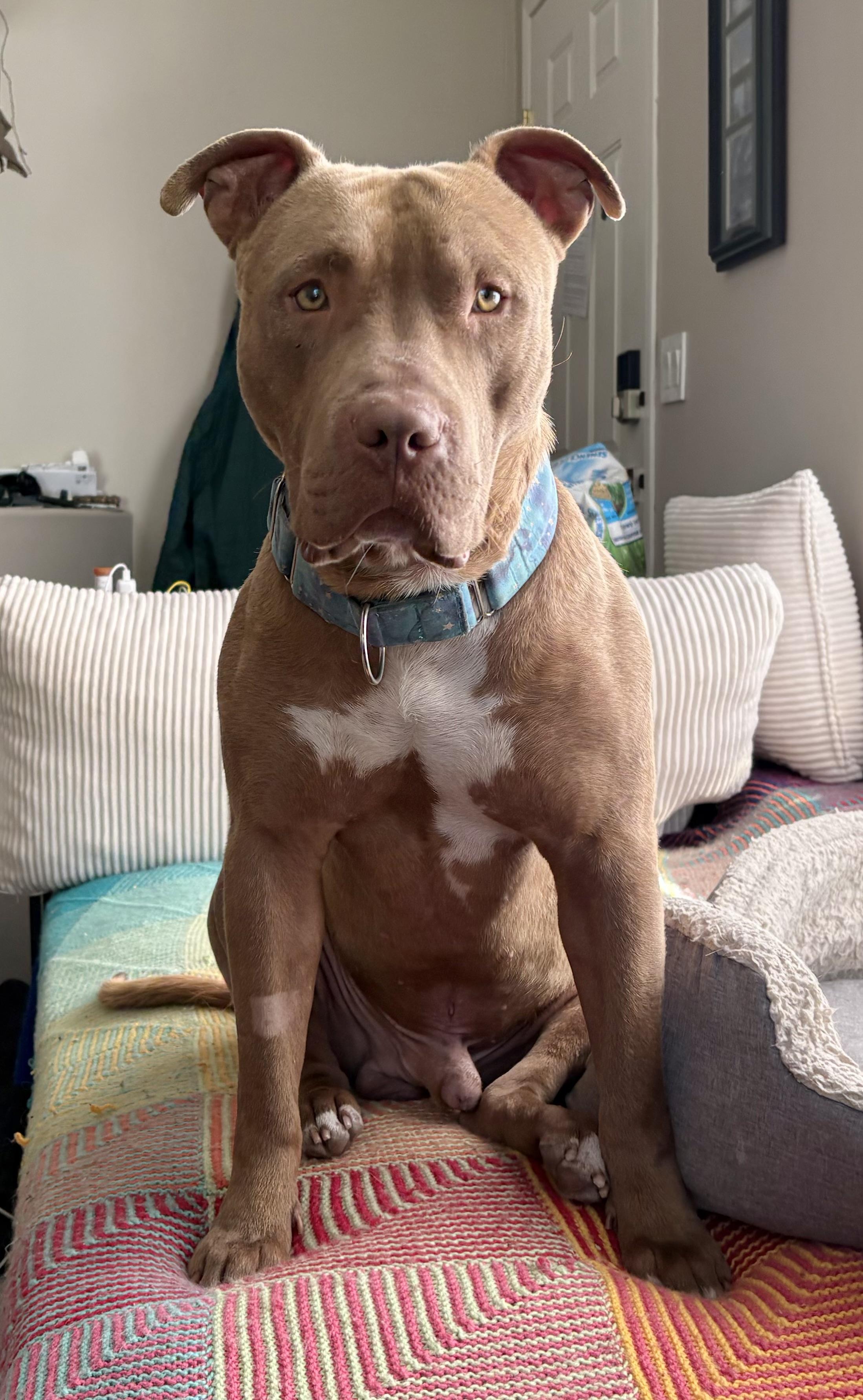 Ruckus, a ADOPTABLE Mixed Breed in Saskatoon, SK image 3/6