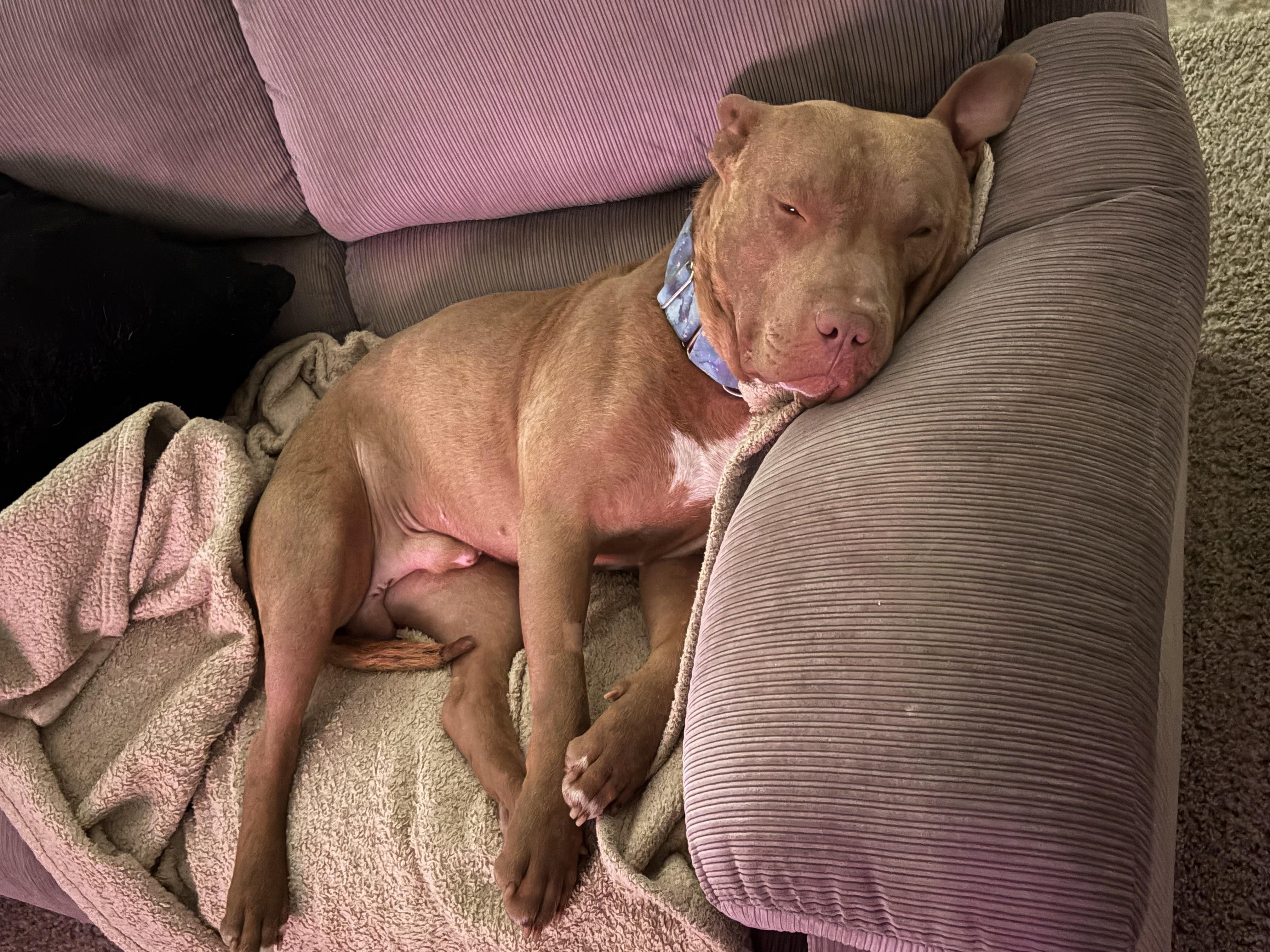 Ruckus, a ADOPTABLE Mixed Breed in Saskatoon, SK image 2/6