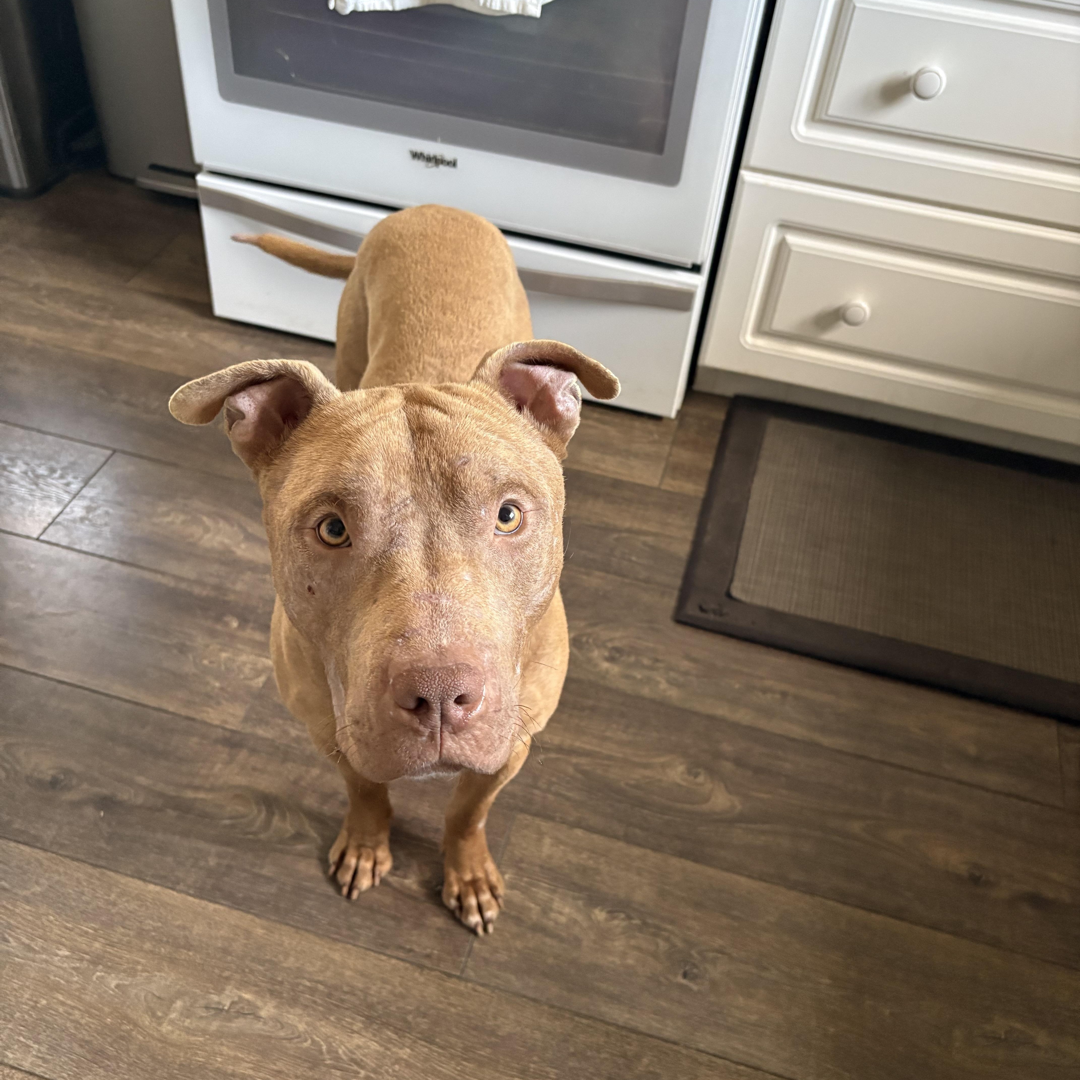 Ruckus, a ADOPTABLE Mixed Breed in Saskatoon, SK image 1/5