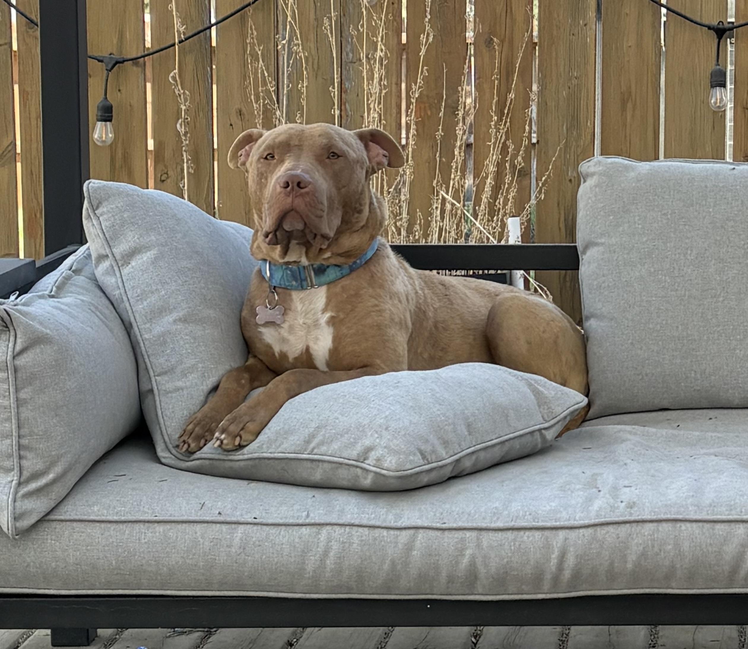 Ruckus, a ADOPTABLE Mixed Breed in Saskatoon, SK image 4/5