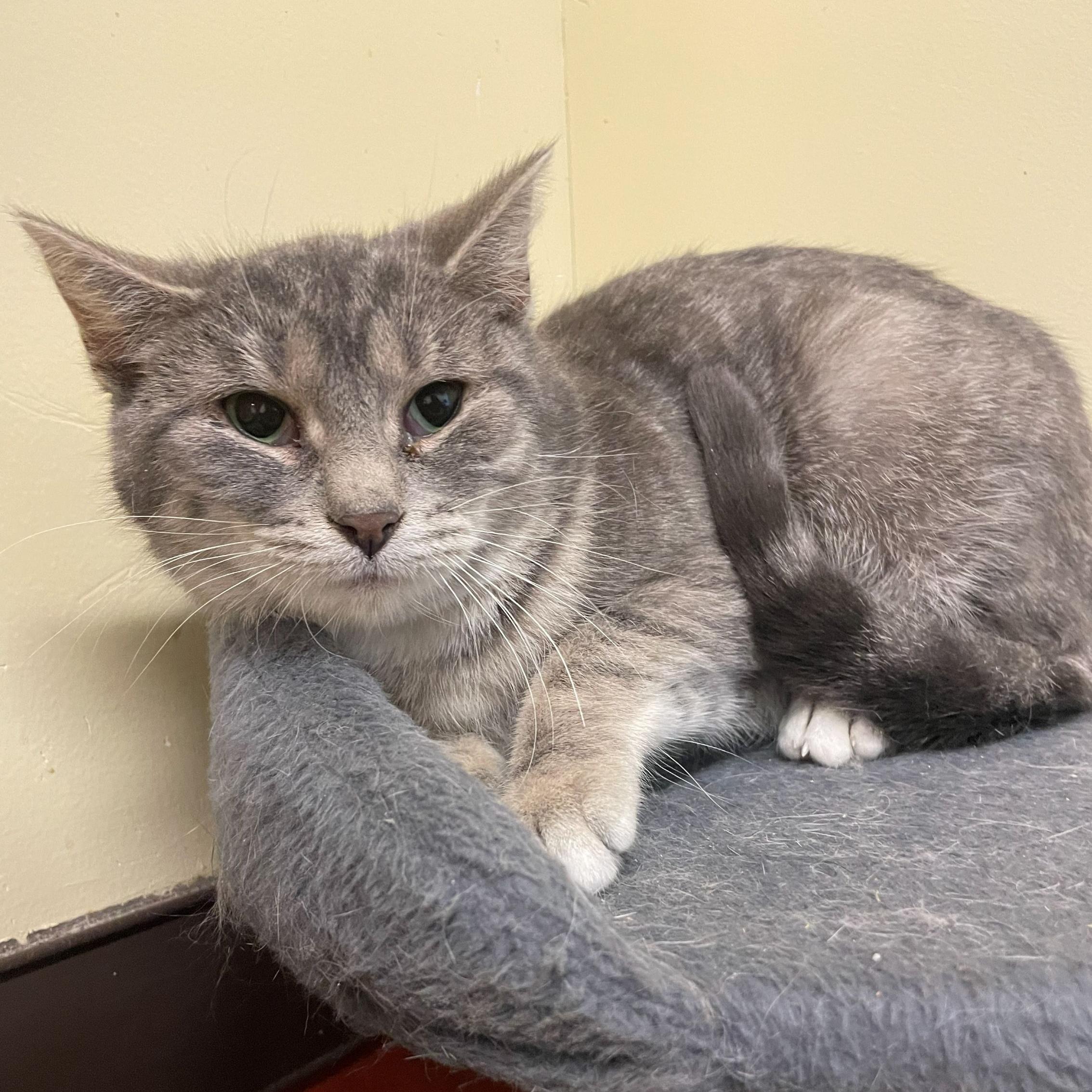 Lyric, a ADOPTABLE Domestic Short Hair in Rochester, MN image 2/2