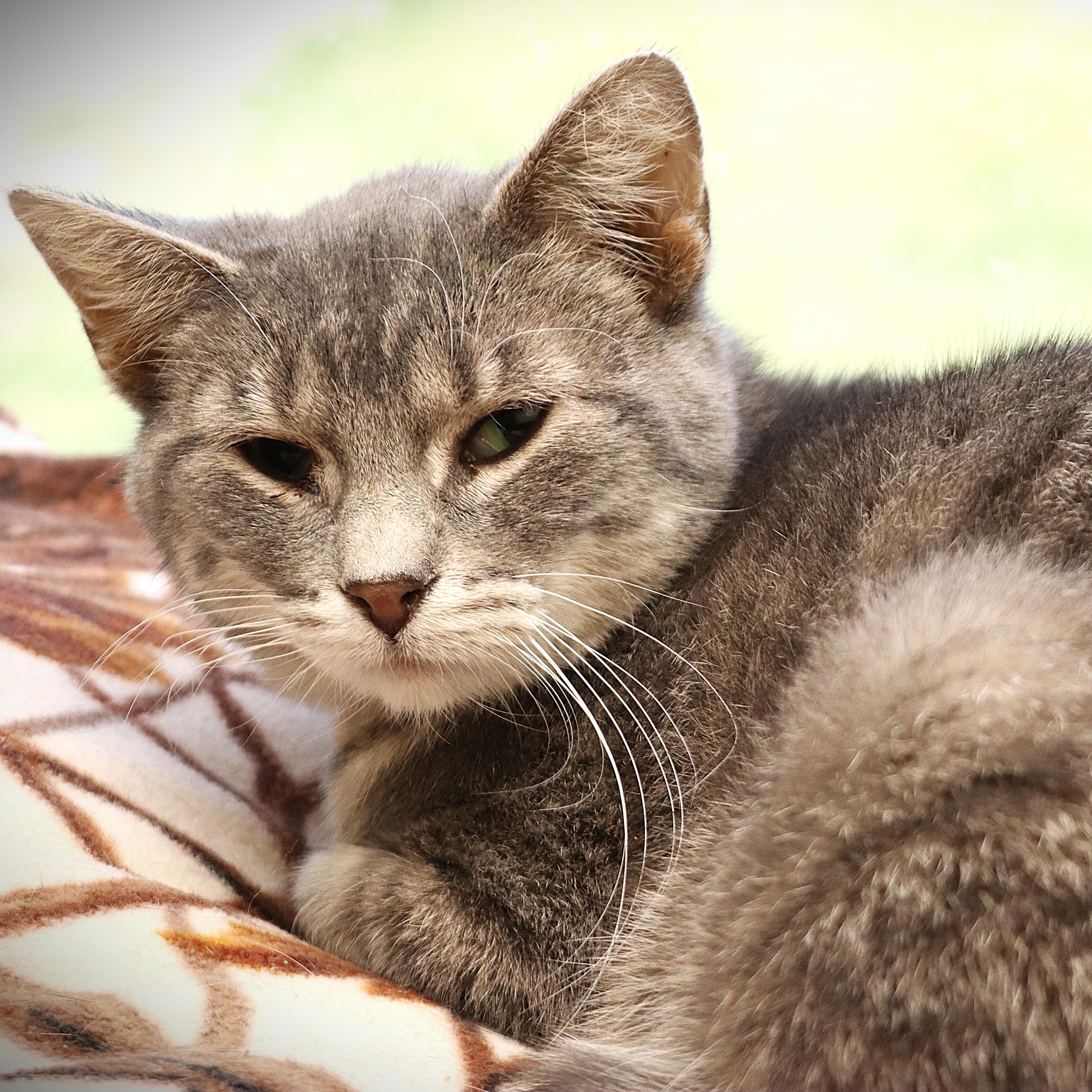 Lyric, a ADOPTABLE Domestic Short Hair in Rochester, MN image 1/2