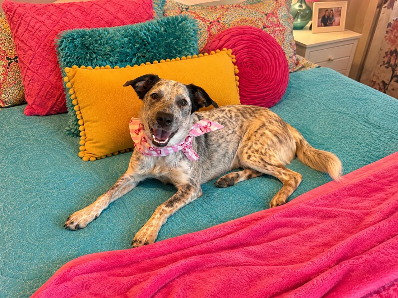 Enlarge Millie, an adopted mixed breed in Lavon, TX image 1/6