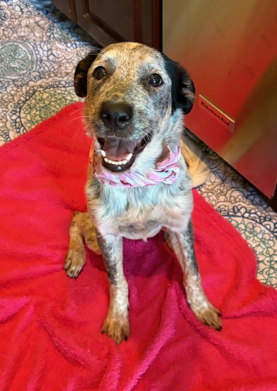 Enlarge Millie, an adopted mixed breed in Lavon, TX image 4/6